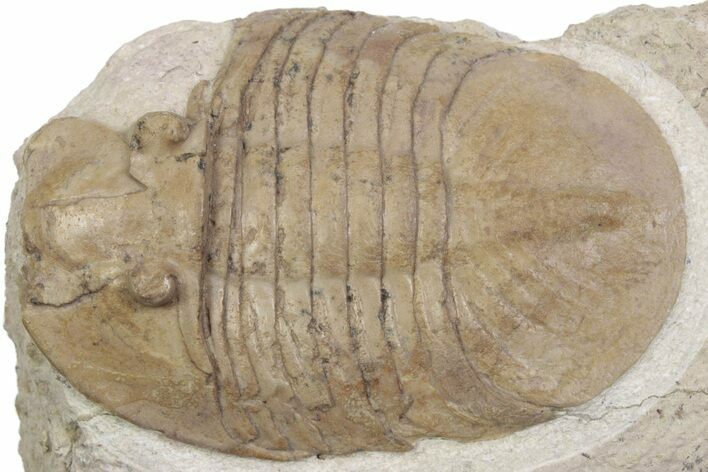 Bargain, Pseudobasilicus Lawrowi Trilobite - Russia #363166